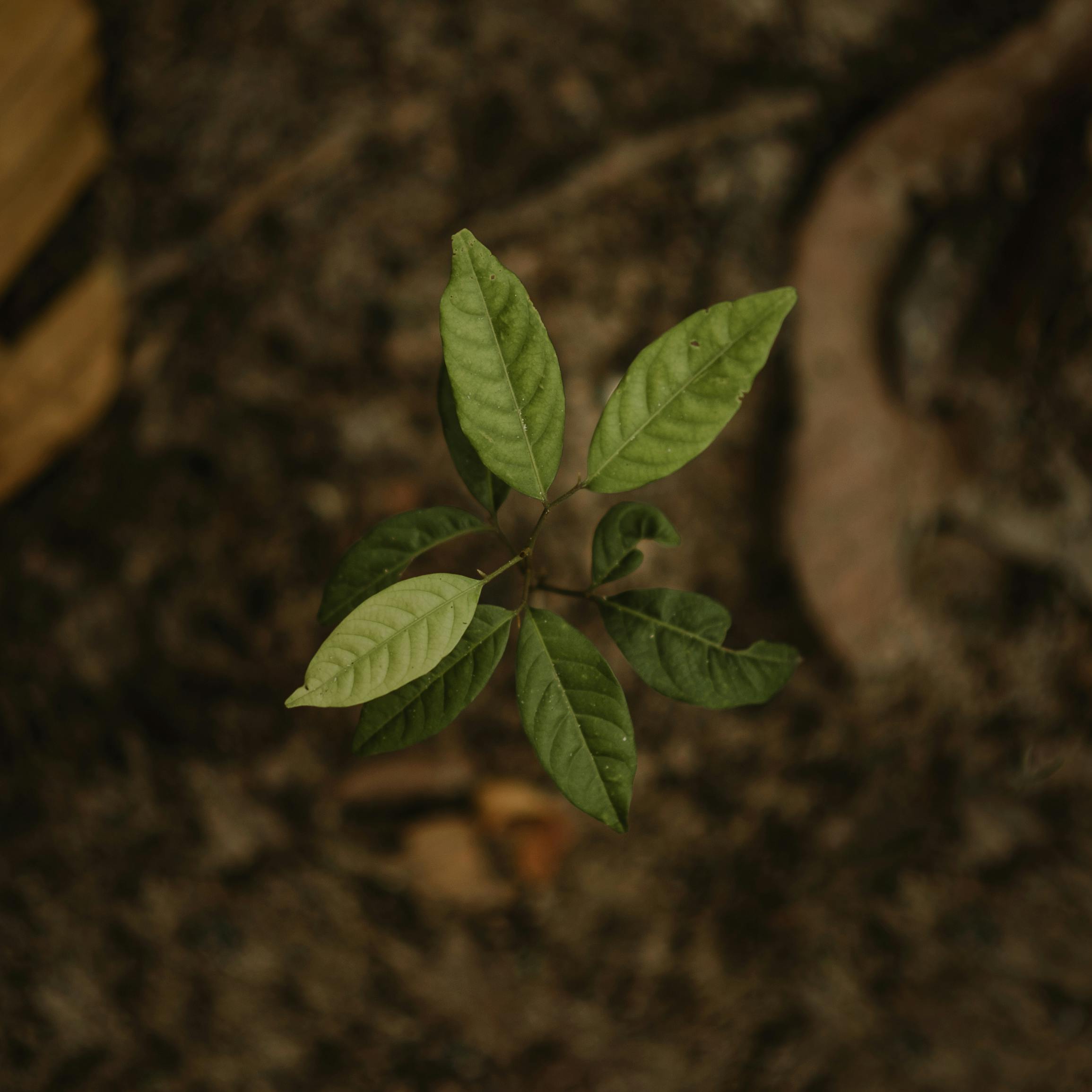 A small plant with green leaves growing from the soil, symbolizing nature and growth.